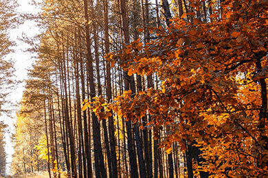 开云-EG鏖战G2，Knight三分雨点燃全场——电竞激情点燃每一刻